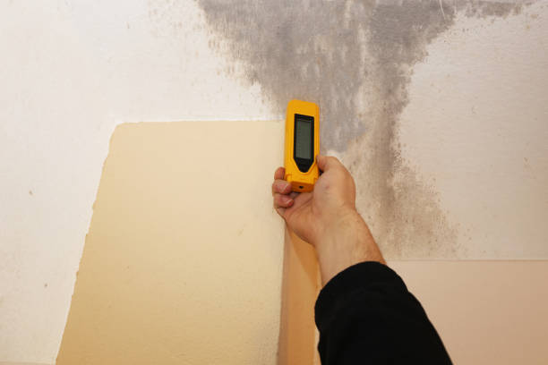 Best Comprehensive Air Testing for Mold Contaminants  in St Robert, MO