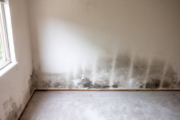 Best Airborne Mold Testing  in St Robert, MO